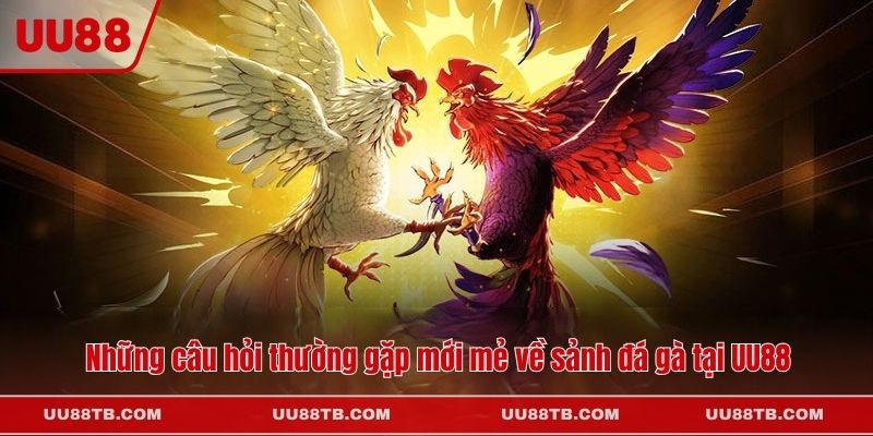 Những câu hỏi thường gặp mới mẻ về sảnh đá gà tại UU88